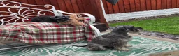 Miniature Schnauzer dogs for sale: Miniature Schnauzer Puppies – Salt & Pepper in Manchester - Advert 34