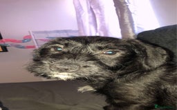 Mixed Breed dogs for sale: Sad sale - Image 1