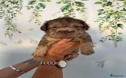 French Bulldog dogs for sale: Big Rope, Big Rope Fluffy & French Bullg - Advert 30