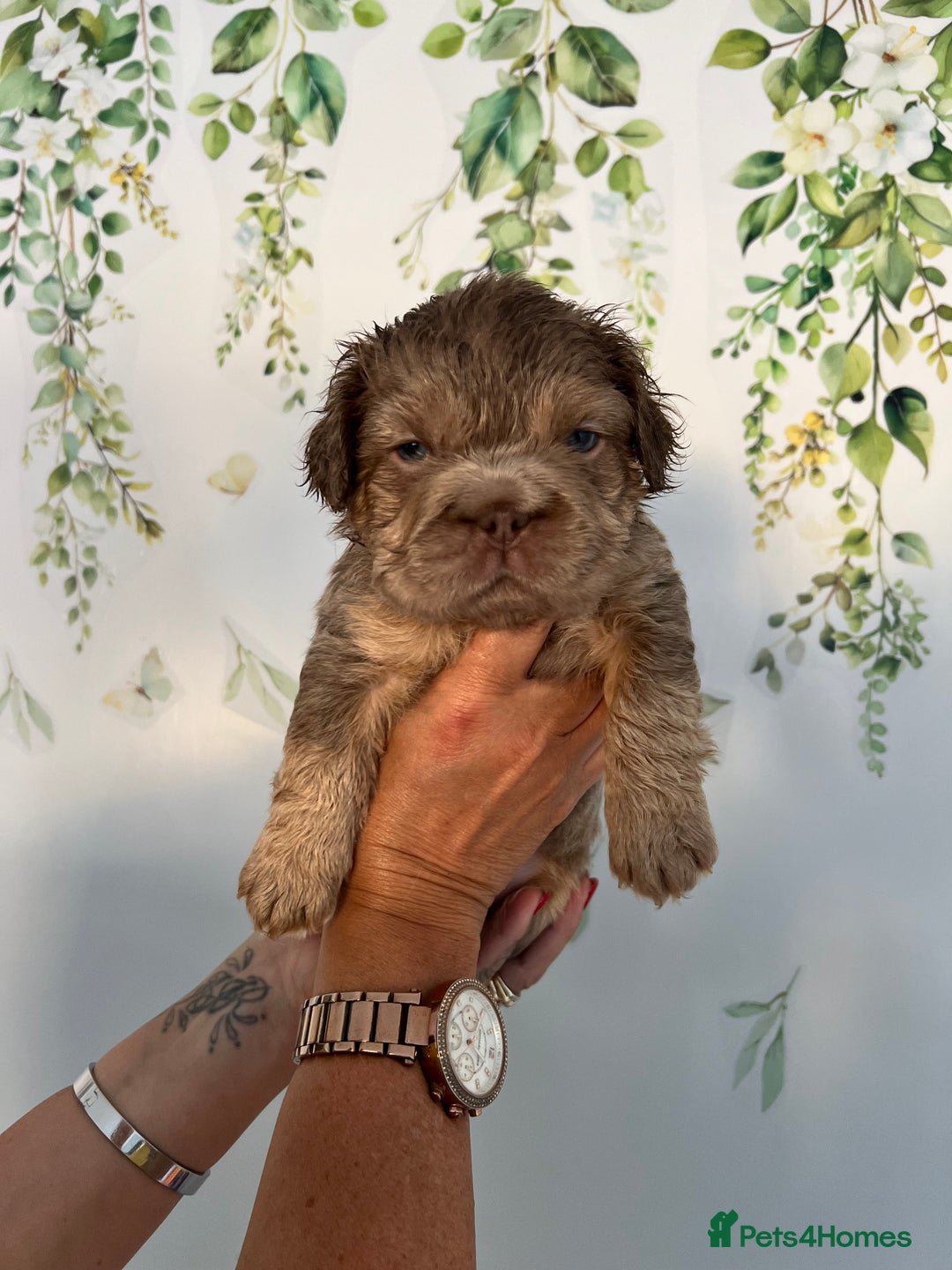 French Bulldog dogs for sale: Big Rope, Big Rope Fluffy & French Bullg - Advert 30