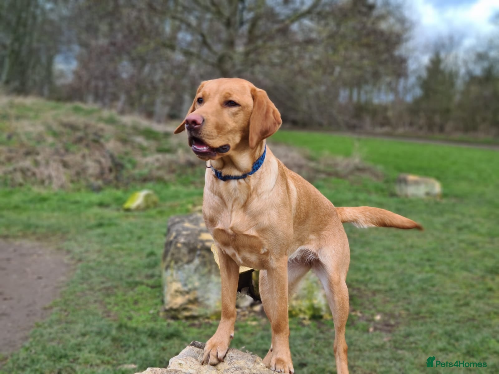 Labrador Retriever dogs for sale: Exceptional litter of Labrador puppies  - Advert 1