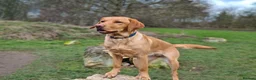 Labrador Retriever dogs for sale: Exceptional litter of Labrador puppies  - Advert 1