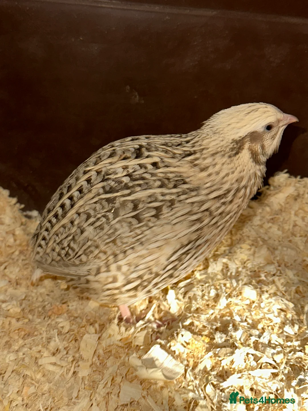 Quail poultry for sale: 2 young Male Coturnix Quail  - Advert 6