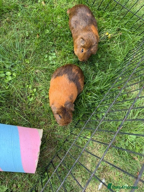 Guinea Pig rodents 1 year old Guinea Pigs and Hutch - Advert 2