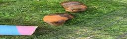Guinea Pig rodents for sale: 1 year old Guinea Pigs and Hutch in Poole - Advert 2