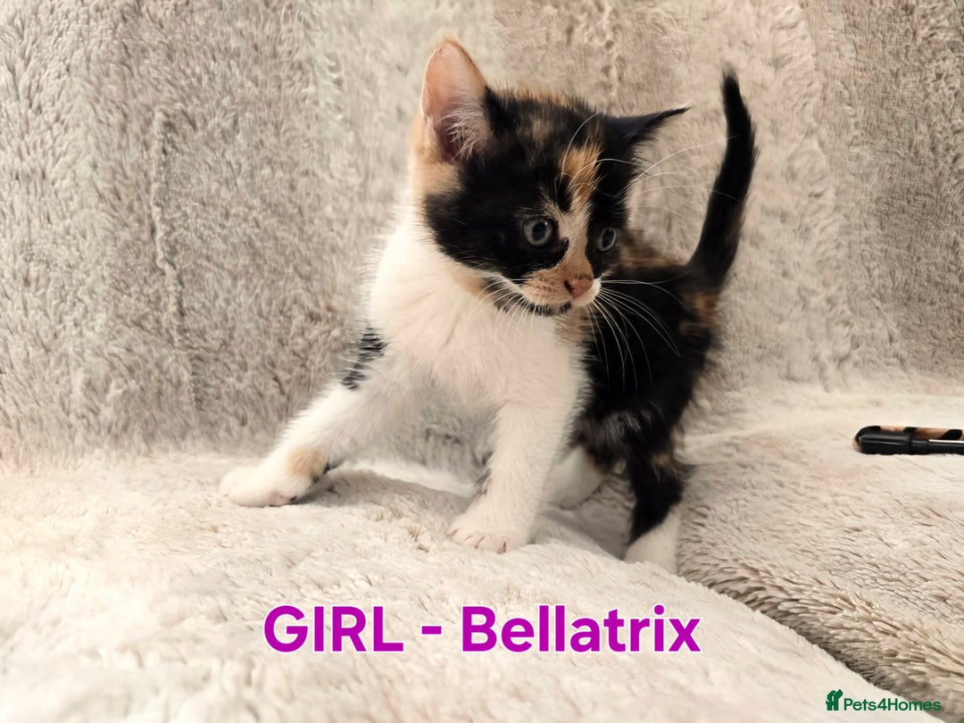 British Shorthair cats for sale: ☆AVAILABLE NOW☆ 5 half/British Shorthair kittens - Image 4