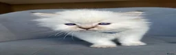 Ragdoll cats for sale: Registered Ragdoll kittens for sale - Advert 21