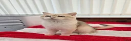 British Shorthair cats for stud: Blue Gold British cat Sapphire invites queen - Advert 3