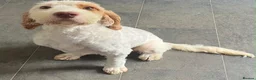 Cockapoo dogs for sale: Absolutely beautiful girl - Advert 9