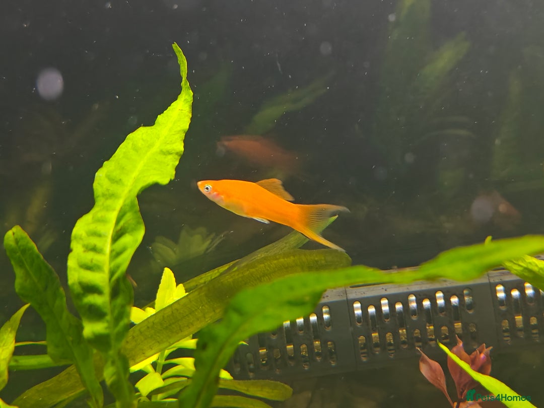 Swordtails fish for sale: Swordtails orange lyretail,kohak,tri colour  - Image 11