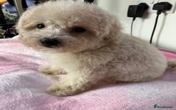 Toy Poodle dogs for sale: Toy poodle puppies - Image 6
