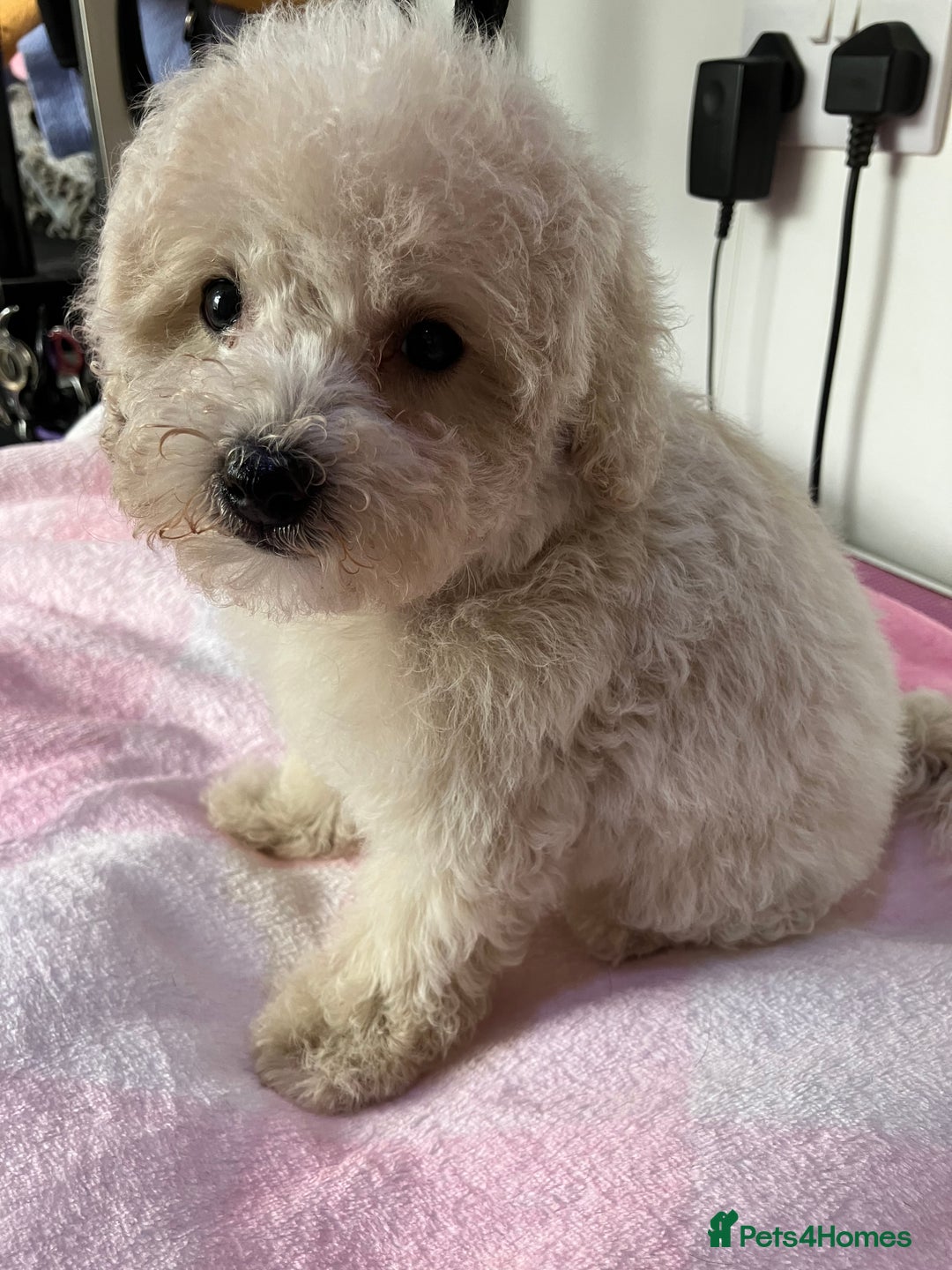 Toy Poodle dogs for sale: Toy poodle puppies - Image 6