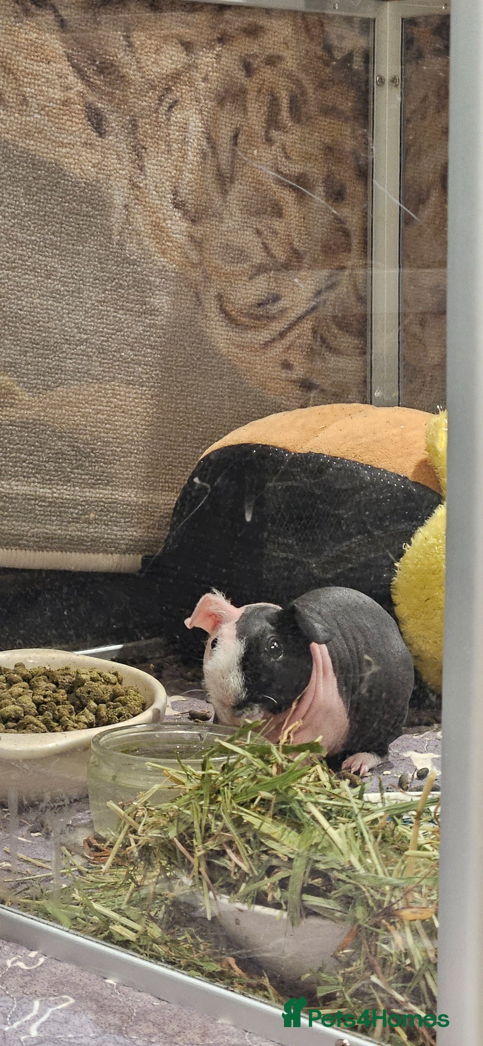 Guinea Pig rodents Beautiful Skinny Pig Brothers Looking for a home - Advert 2