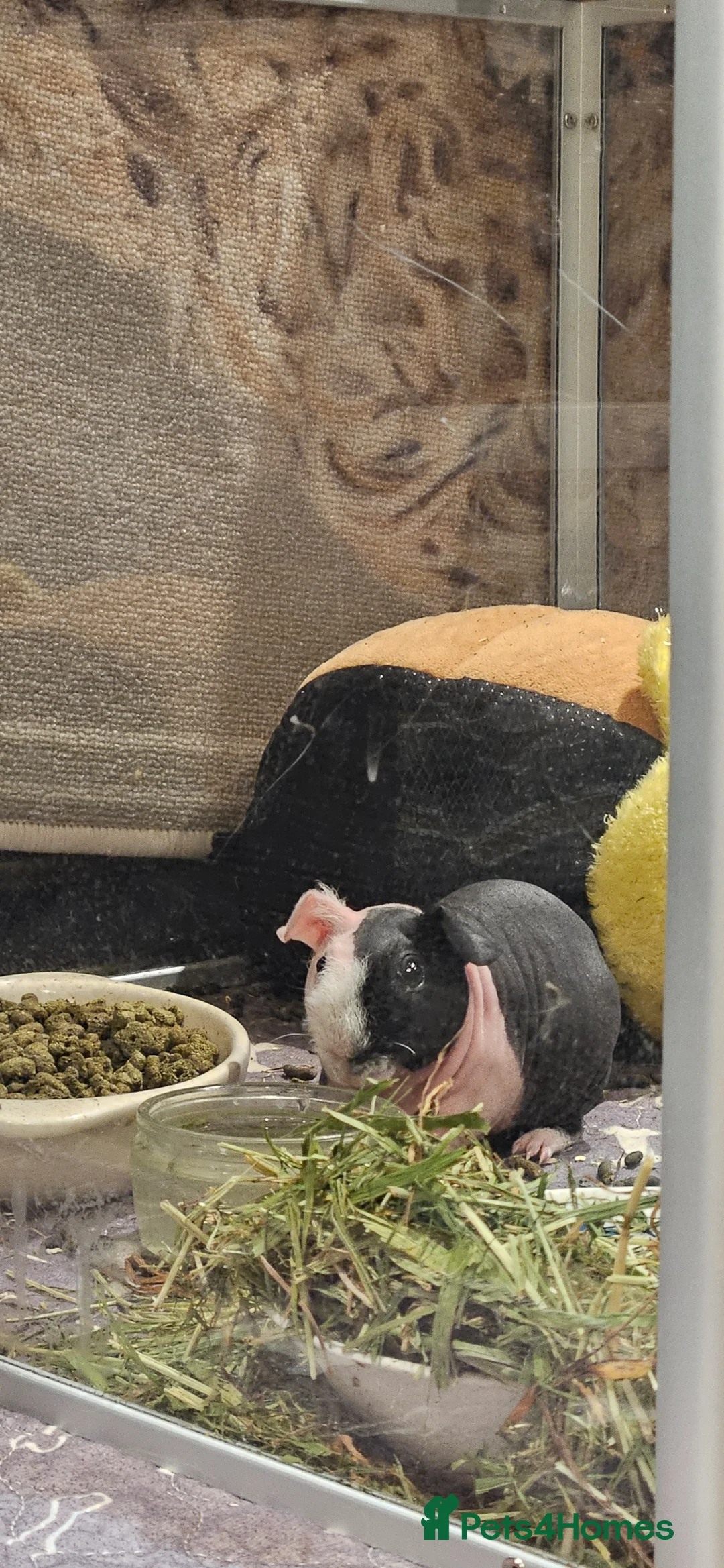 Guinea Pig rodents for sale: Beautiful Skinny Pig Brothers Looking for a home in Malmesbury - Advert 2