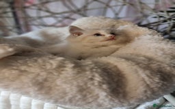 Ragdoll cats for sale: Quality Tica reg Ragdoll kittens  - Image 16