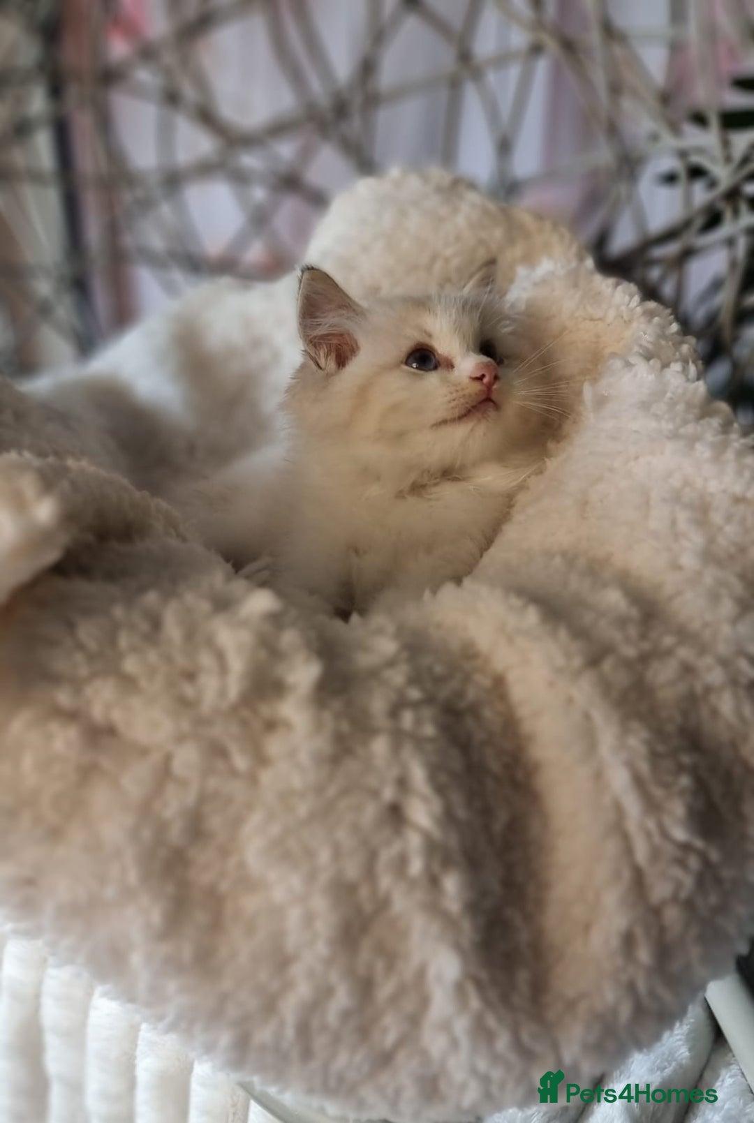 Ragdoll cats for sale: Quality Tica reg Ragdoll kittens  - Image 16