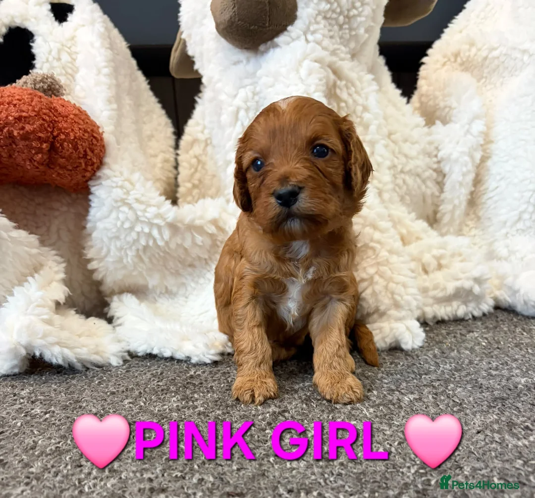 Cockapoo dogs for sale: 🌟F1 miniature health tested cockapoos🌟 - Advert 2