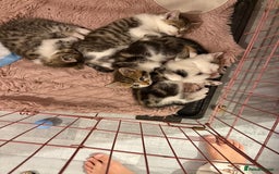 Mixed Breed cats for sale: mixed savvanh with domestic cat - Image 10