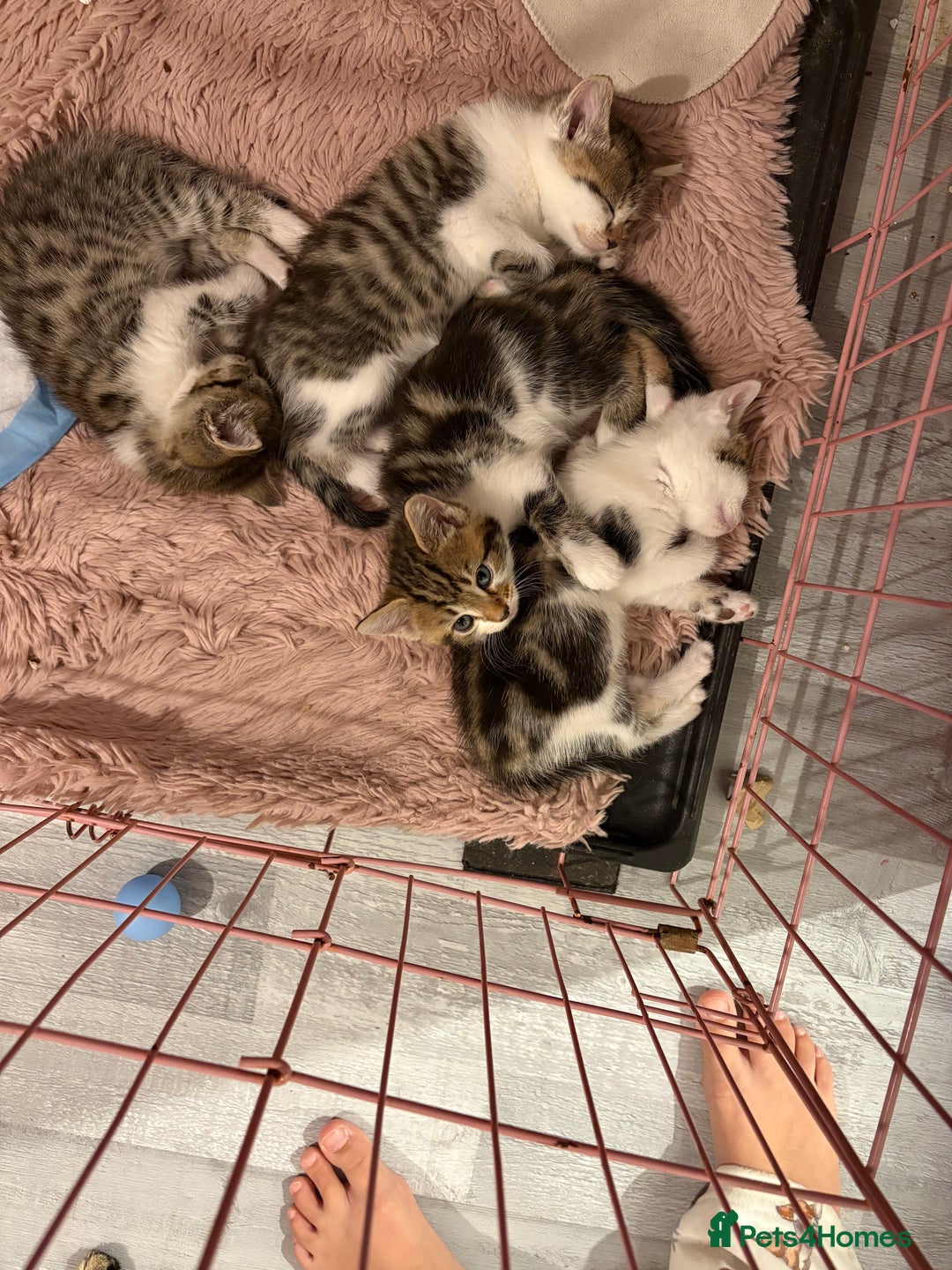 Mixed Breed cats for sale: mixed savvanh with domestic cat - Image 10