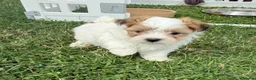 Morkie dogs for sale: RARE TOY Biewer Maltese (BIEWER MORKIE) - Advert 34
