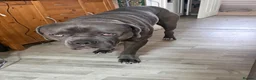 Mixed Breed dogs for sale: Belgium malinios x cane corso mix - Advert 24