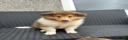 Rough Collie dogs for sale: KC Rough Collies - Advert 1