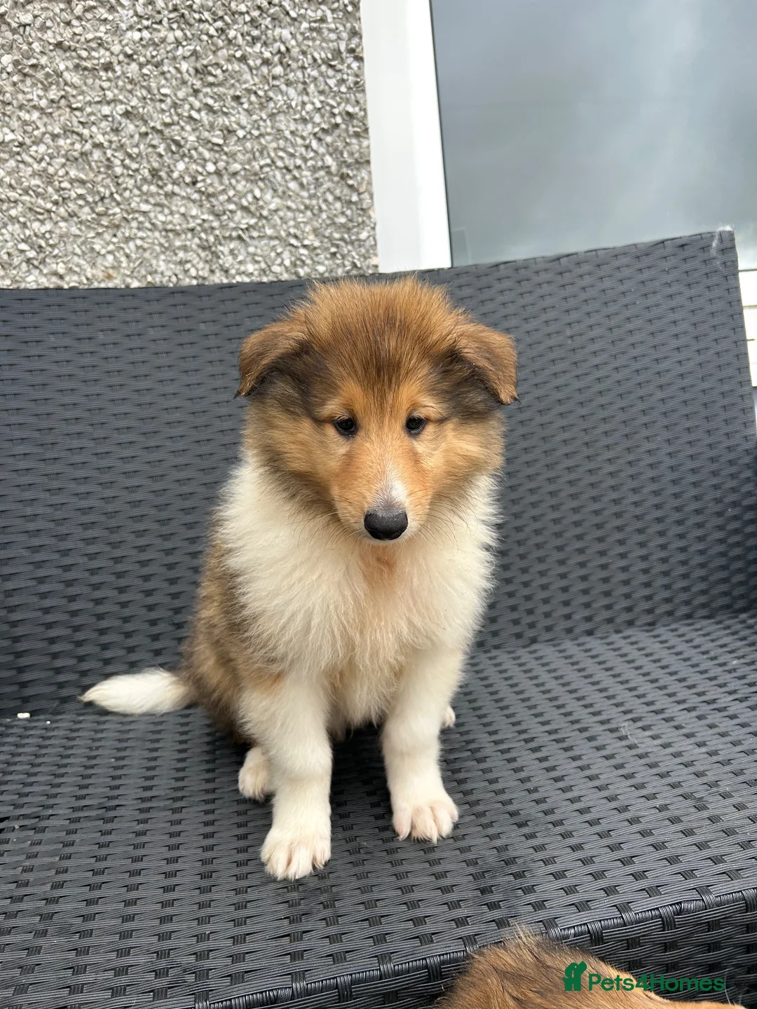 Rough Collie dogs for sale: KC Rough Collies - Advert 1