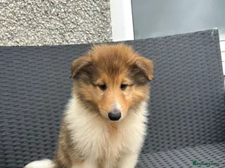 Rough Collie dogs KC Rough Collies - Advert 3