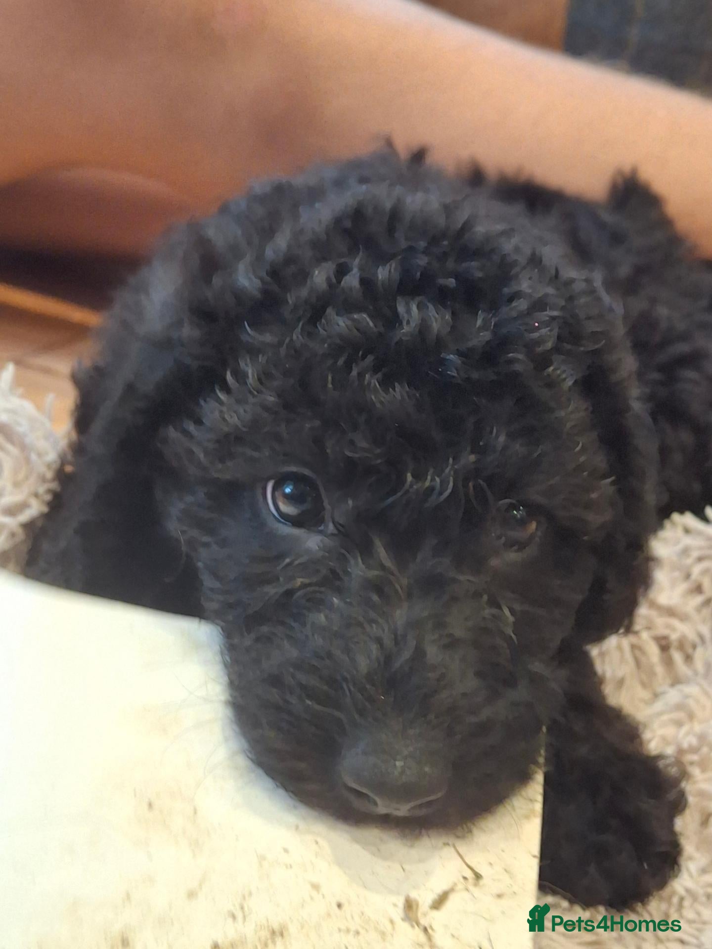Labradoodle dogs 🐶 Quality Labradoodles, Tested Lines - Girls - Advert 2
