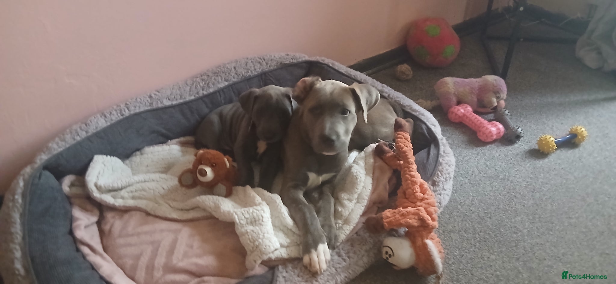 Mixed Breed dogs for sale: English bulldog cross lurcher for sale £600 - Advert 4