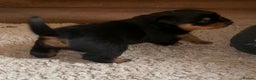 Rottweiler dogs for sale: Proper big old fashioned Rottie  pups ready now  - Advert 33