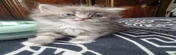 Ragdoll cats for sale: Ragdoll - Advert 18