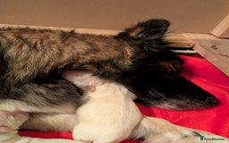 Mixed Breed dogs for sale: Golden Shepherd puppies  - Image 8