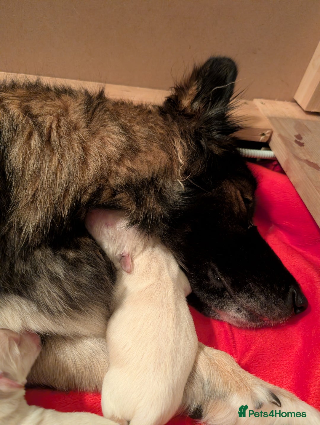 Mixed Breed dogs for sale: Golden Shepherd puppies  - Image 8