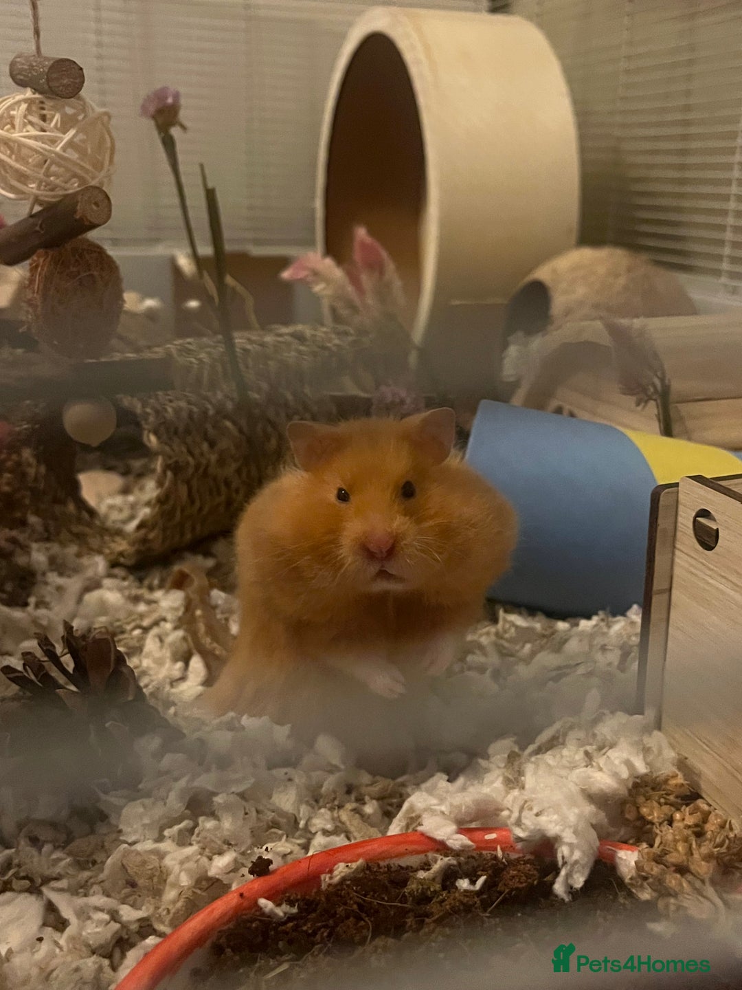 Hamster rodents for sale: female hamster pongo  - Advert 2