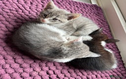 Domestic Shorthair cats for sale: Kitten 🐈‍⬛ looking for loving home 🏠  - Image 8