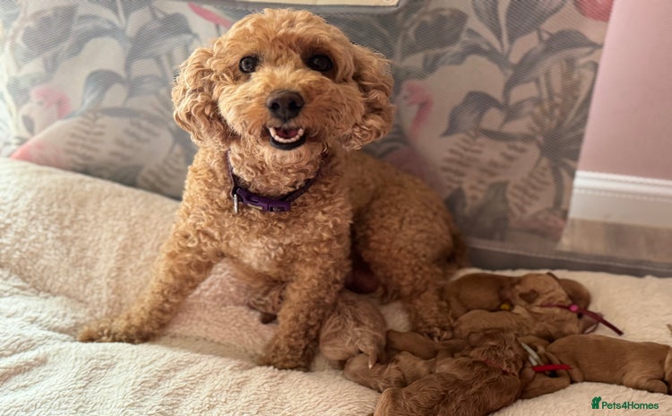 Mixed Breed dogs - Advert 1