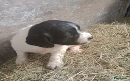 English Springer Spaniel dogs for sale: Adorable English springer spaniels - Image 1