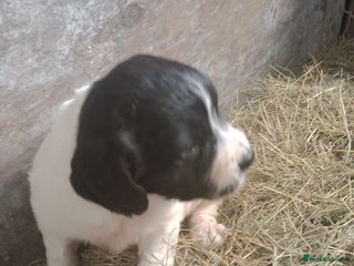 English Springer Spaniel dogs for sale - Advert 1