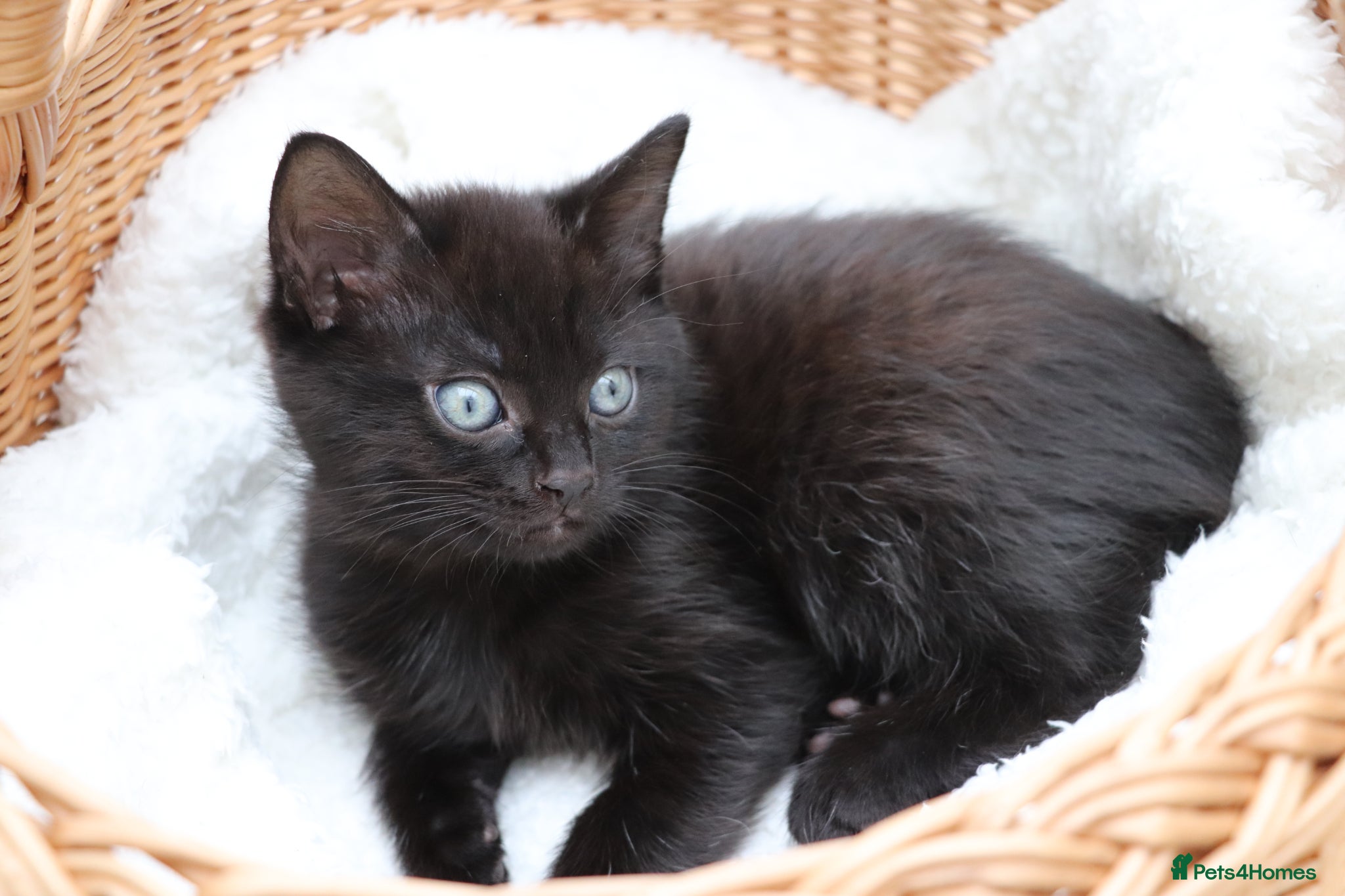 Domestic Shorthair cats Adorable Kittens Ready for Loving Homes - Advert 3