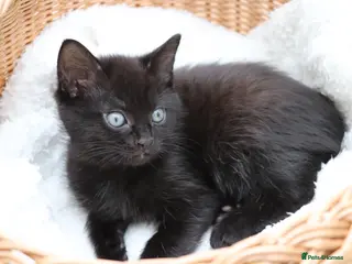 Domestic Shorthair cats Adorable Kittens Ready for Loving Homes - Advert 6
