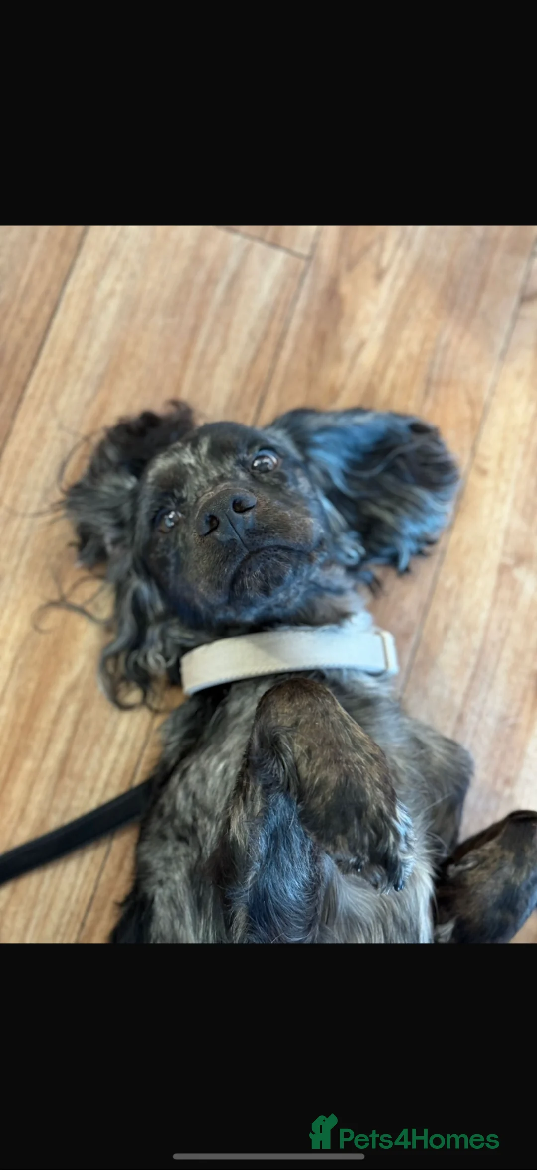 Cocker Spaniel dogs for sale: Obie. - Advert 2