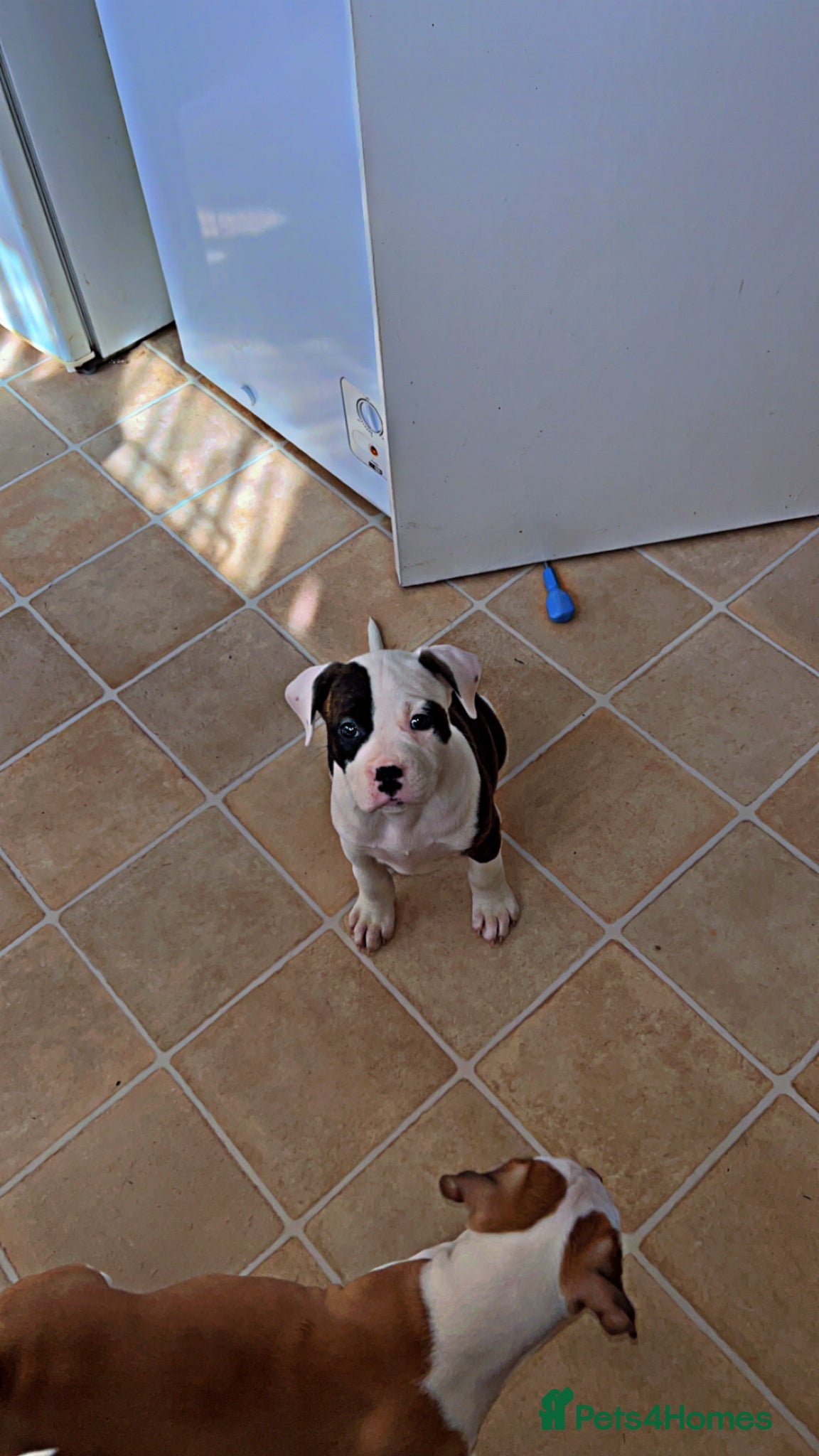 American Bulldog dogs Only 1 Stunning American bulldogs left  - Advert 3