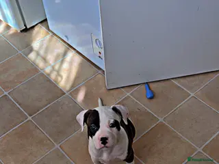 American Bulldog dogs Only 1 Stunning American bulldogs left - Advert 3