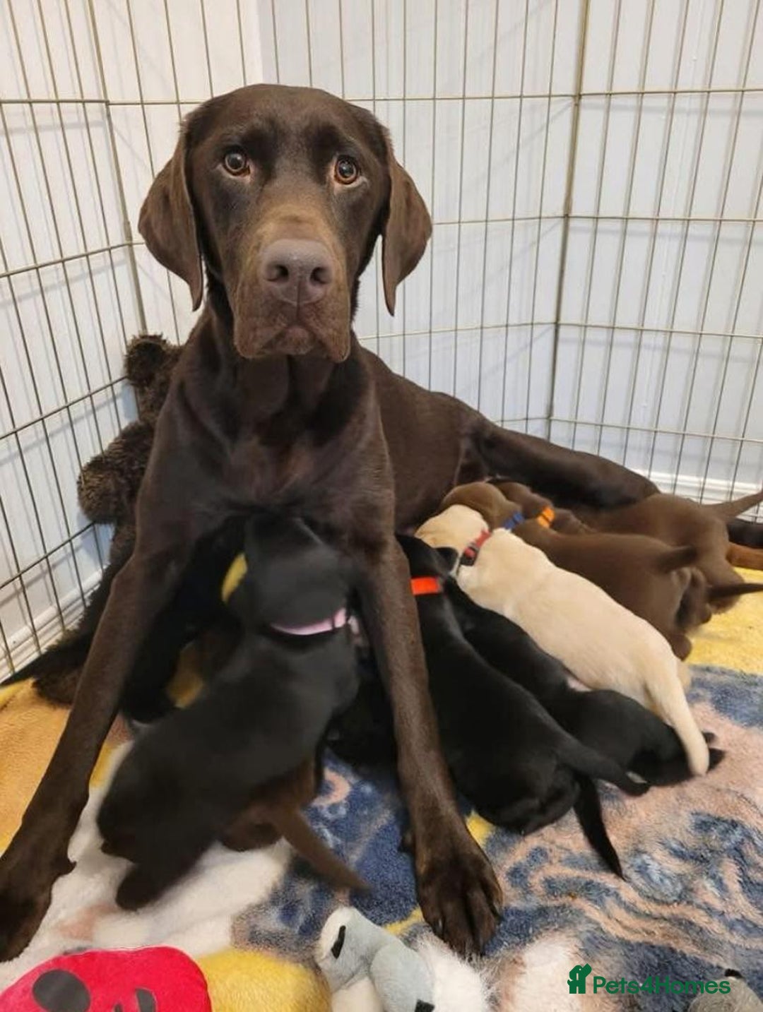 Labrador Retriever dogs for sale: Adorable Labrador Retriever Pups - Image 8