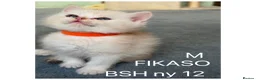 British Shorthair cats for sale: British sh odd/blue eyed adorable kittens GCCF  - Advert 10
