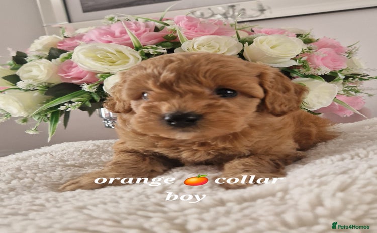 Cockapoo dogs - Advert 1