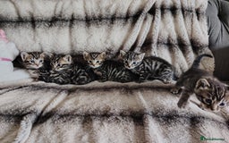 Bengal cats for sale: Bengal x Ragdoll kittens  - Image 1