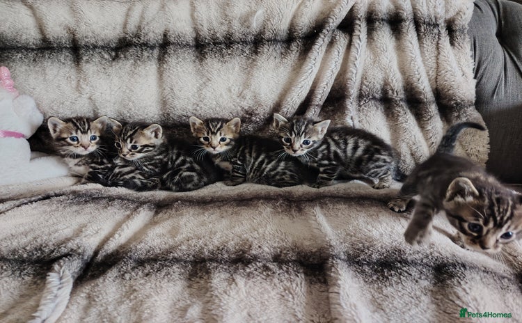 Bengal cats - Advert 5