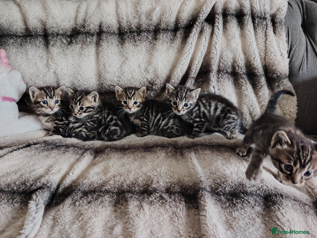 Bengal cats for sale: Bengal x Ragdoll kittens  - Image 1